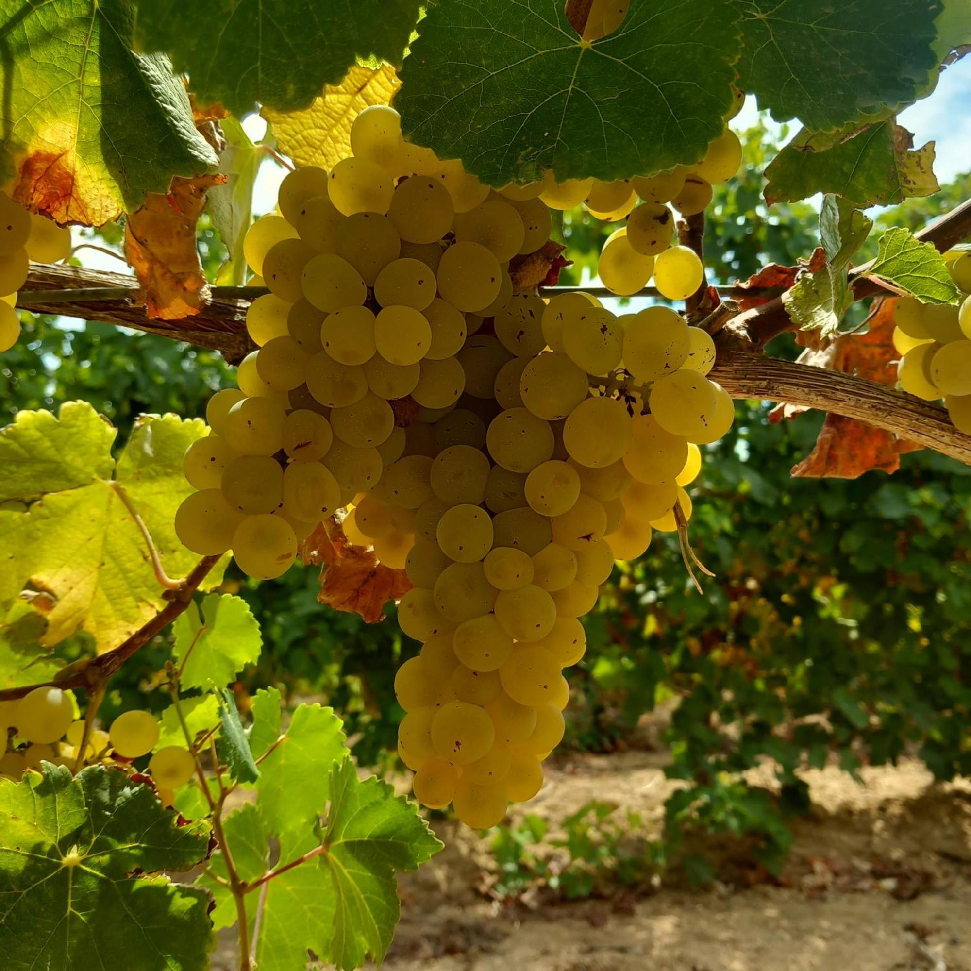 Agriturismo Il Melograno Riola Sardo Bagian luar foto