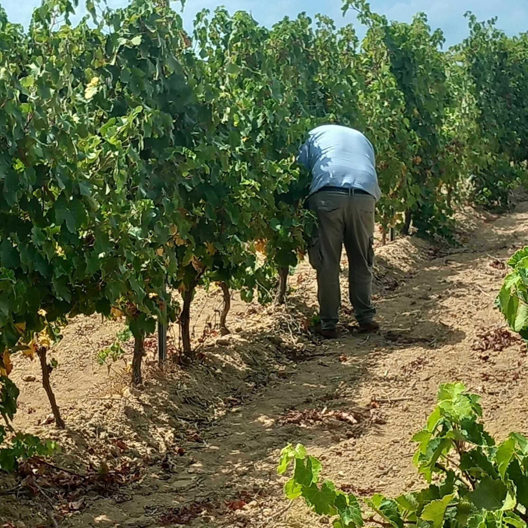 Agriturismo Il Melograno Riola Sardo Bagian luar foto