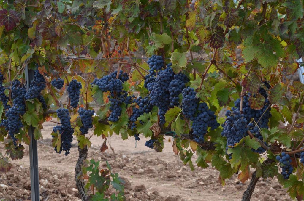 Agriturismo Il Melograno Riola Sardo Bagian luar foto